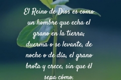 el grano brota y crece